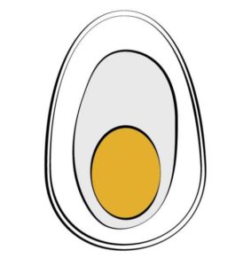 3 parts of egg illustration